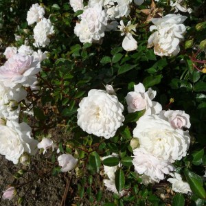 ruža pôdopokryvná 'The Fairy', ruža pôdokryvná, pôdokryvná ruža, ruža, biela ruža